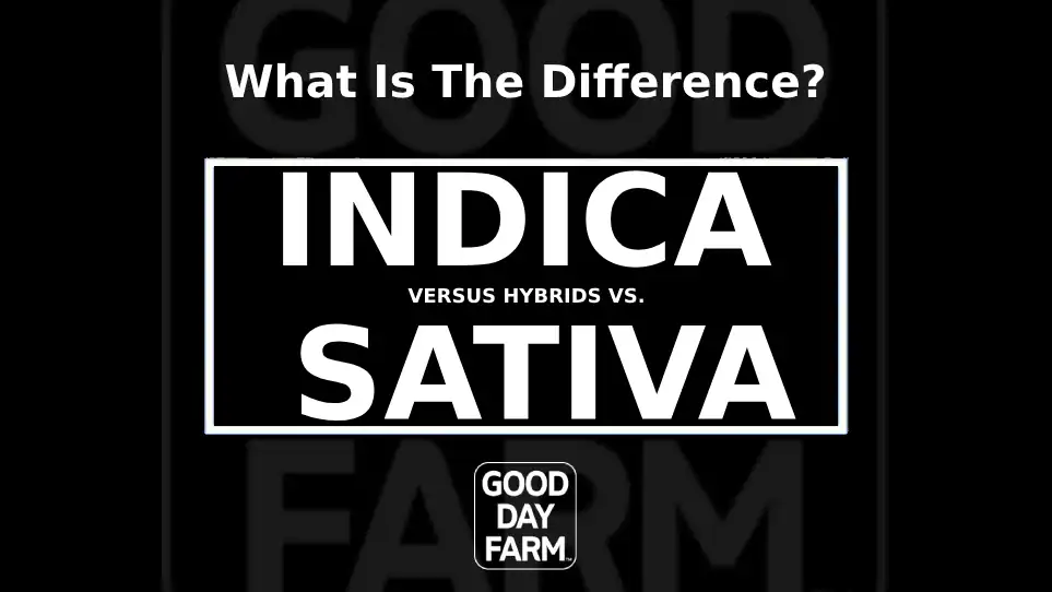 Indica Strains vs Sativa vs Hybrid (What’s The Difference?)