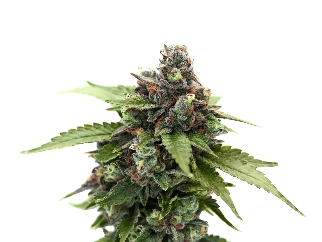 cannabis flower